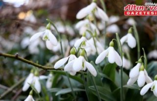 Kastamonu'da sıcak havaya aldanan kardelenler...