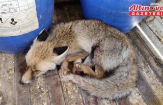 Çorum'da yaralı bulunan tilki koruma altına...