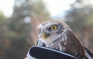 Çorum'da yaralı bulunan baykuş tedavi altına...