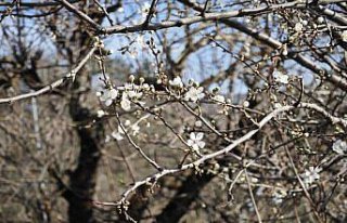 Samsun'da erik ağaçları şubat ayında çiçek...