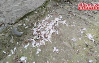 Sinop’ta sahipsiz köpeklerin saldırdığı 6 kanatlı...