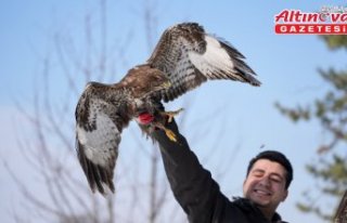 Uzman ellerde iyileştirilen kızıl şahinler yeniden...