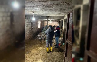 Zonguldak'ta şap hastalığı şüphesiyle bir...