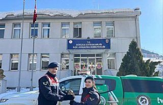 Artvin'de yaralı boynuzlu baykuş tedavi edilerek...