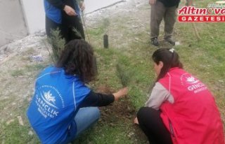 Cide'de fidan dikimi gerçekleştirildi