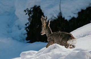 Hopalı balıkçılar denizdeki karacayı ağlarıyla...