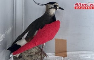 Samsun'da kanadı kırılan kız kuşuna özenli...