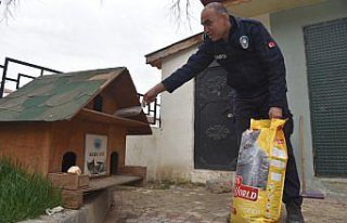 Taşköprü Belediyesi, sokak hayvanları için kedi...