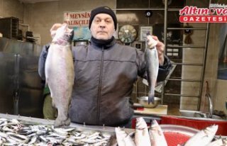 Trabzon'da hamsi azalınca vatandaşlar somona...