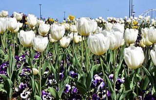 Trabzon ilkbaharın gelmesiyle renklendi