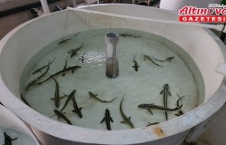 Amasya'da sezonun ilk mersin balığı sağımı...