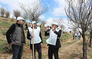 Artova'da 540 çam fidanı dikildi