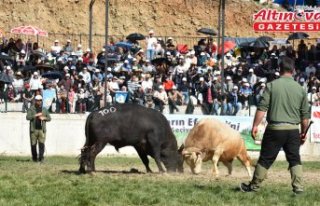 Artvin'de Yusufeli Geleneksel Derekapı Boğa...