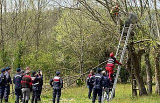Bartın'da budamak için çıktığı ağaçta...