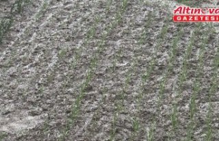 Bolu'da dolu etkili oldu