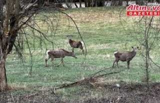 Giresun'da sürü halindeki kızıl geyikler...