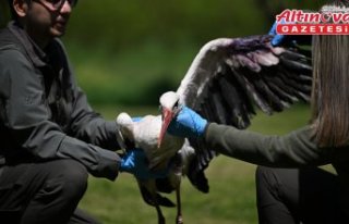 Göç yolunda akıma kapılan leylek ile yuvadan düşen...