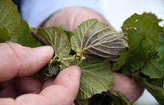 Zirai don 36 ilde etkili oldu