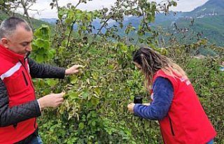 Salıpazarı'nda yaşanan zirai don nedeniyle...