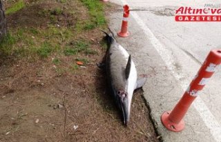 Samsun'da ölü yunus sahile vurdu