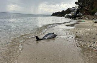 Sinop'ta 2017'den bu yana 130 ölü yunus...