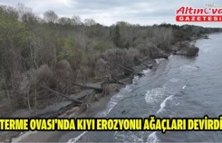 Terme Ovası'nda kıyı erozyonu ağaçları...