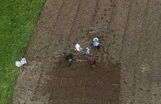 Trabzonlu çiftçiler patates ekim mesaisinin sonuna...