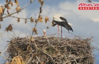Amasya'da leylekler bahar mevsimiyle yuvalarına...