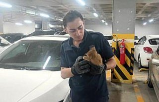 Amasya'da otomobilin motor bölümüne sıkışan...