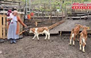 Artvinli besiciye dördüz buzağı sürprizi