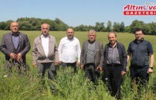 Bafra Ziraat Odası Başkanı Tosuner arpa ve buğday...