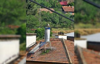 Kastamonu'da leyleklerin rüzgardan dağılan...