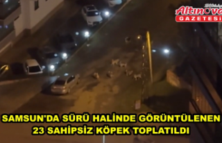 Samsun'da sürü halinde görüntülenen 23 sahipsiz...