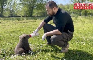 Sinop'ta doğada bulunan 2 ayı yavrusunu veteriner...