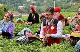 Tarım ve Orman Bakanı Yumaklı, Rize'de çay...