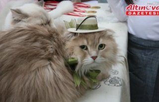 Tokat'ta kedi güzellik yarışması düzenlendi