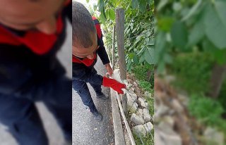 Tokat'ta bahçedeki çite sıkışan kedi kurtarıldı