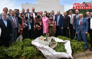 Trabzon'da 2025 yaş çay sezonu kampanyası...