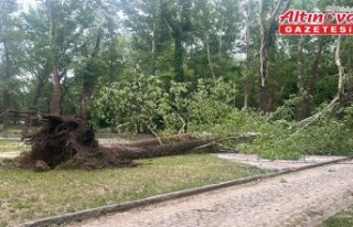 Zonguldak'ta şiddetli rüzgar nedeniyle ağaçlar...