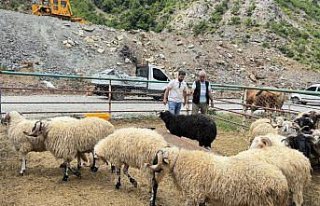Artvin'deki hayvan pazarında kurbanlıklar alıcılarını...