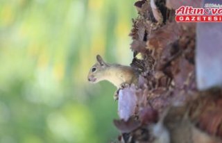 Bahçesinde bitkin halde bulduğu sincaba evinde özenle...