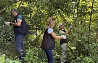 Giresun'da 5 bin 600 samuray arısı salındı