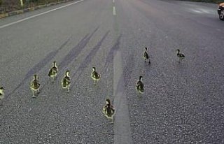 Karabük'te kara yoluna çıkan ördek yavruları...