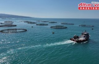 Karadeniz'deki kafeslerde yetiştirilen Türk...
