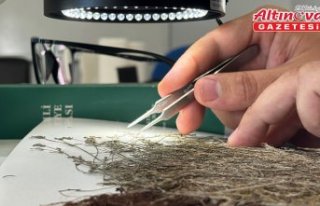 Küre Dağları Milli Parkı'nda 80 kökten oluşan...