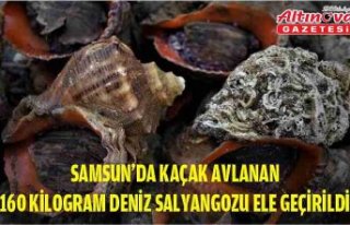 Samsun'da kaçak avlanan 160 kilogram deniz salyangozu...
