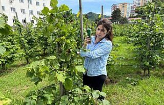 Tescilli Giresun tombul fındığında yeni dikim...