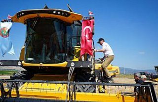 Amasya’da yılın ilk buğday hasadı yapıldı