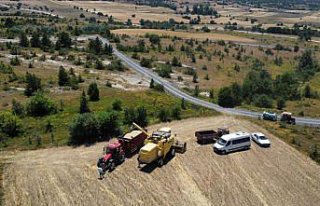 Eflani'de 46 bin dekar alana ekili hububatın...