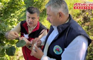 Fındık hasadı öncesi “kritik hazırlıklar“...